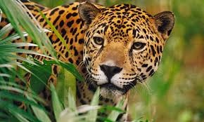 jag