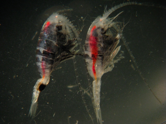 meos-copepods-jpg[1]