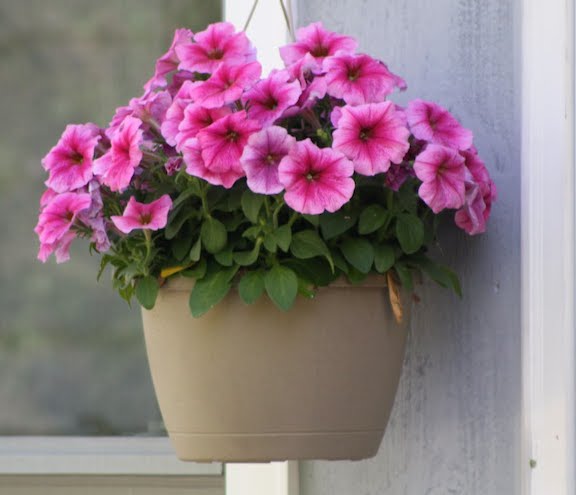 petunias