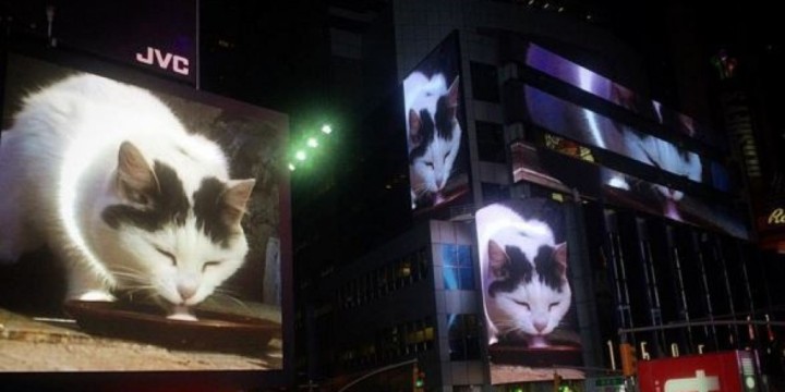 times square cat