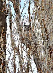 27PURSUITS5-master180