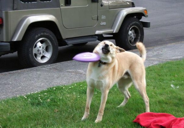 frisbee doge 2