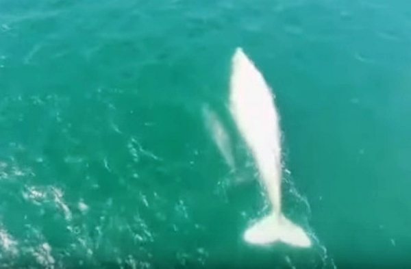 gallon-of-milk-albino-whale-mexico