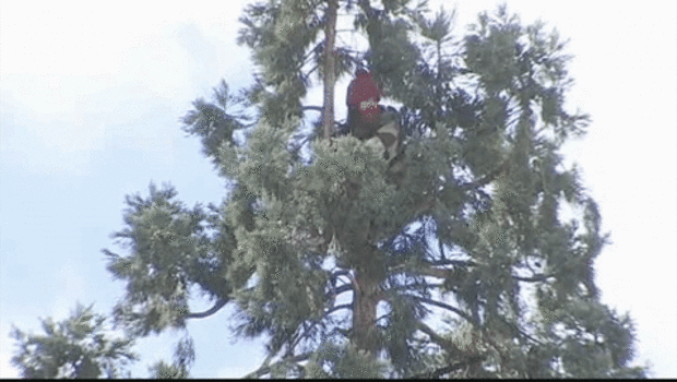 man-in-tree-gif[1]