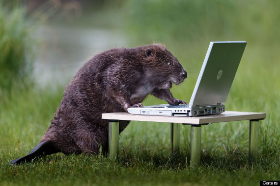 PIC BY LEOPOLD KANZLER / CATERS NEWS - (PICTURED A beaver that looks like it is using a laptop) This is the hilarious moment a beaver was spotted LOGGING on to its laptop computer. After taking some photographs using its tripod and camera, the EAGER BEAVER appears to be excited to see its latest snaps. But all is not as it seems, as the GOOFY pictures were ingeniously devised by photographer, Leopold Kanzler. Taken on the banks of the Danube river just east of Vienna, Austria, the 57-year-old managed to capture the animal pulling the perfect pose by hiding apple slices behind the screen of the computer and camera. SEE CATERS COPY **NOT FOR SALE / USE IN RUSSIA / POLAND**