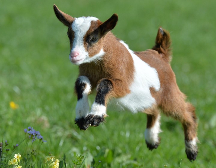 A young goat jumps over a meadow during warm and sunny weather at Gut Aiderbichl in Henndorf in the Austrian province of Salzburg, Monday, April 7, 2014. Gut Aiderbichl is a place of mercy for rescued animals. Weather forecasts predict good weather conditions with mild temperatures for the upcoming days in Austria. (AP Photo/Kerstin Joensson)