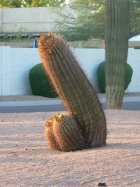 rsz_1cactus
