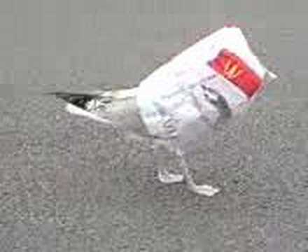 seagull stick lt