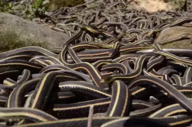 snake%20orgy2_0[1]