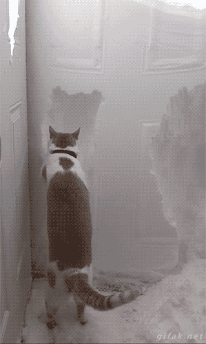 snow dig cat
