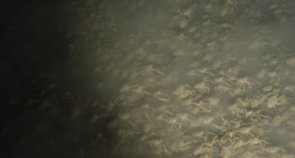crabbers