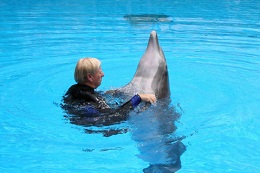 dolphin