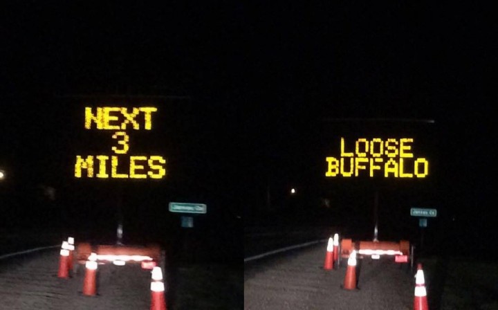 loose buffalo