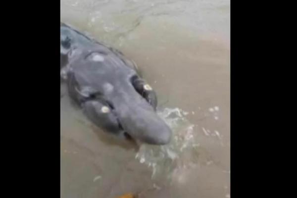 Fishermen-seek-help-identifying-bizarre-sea-creature