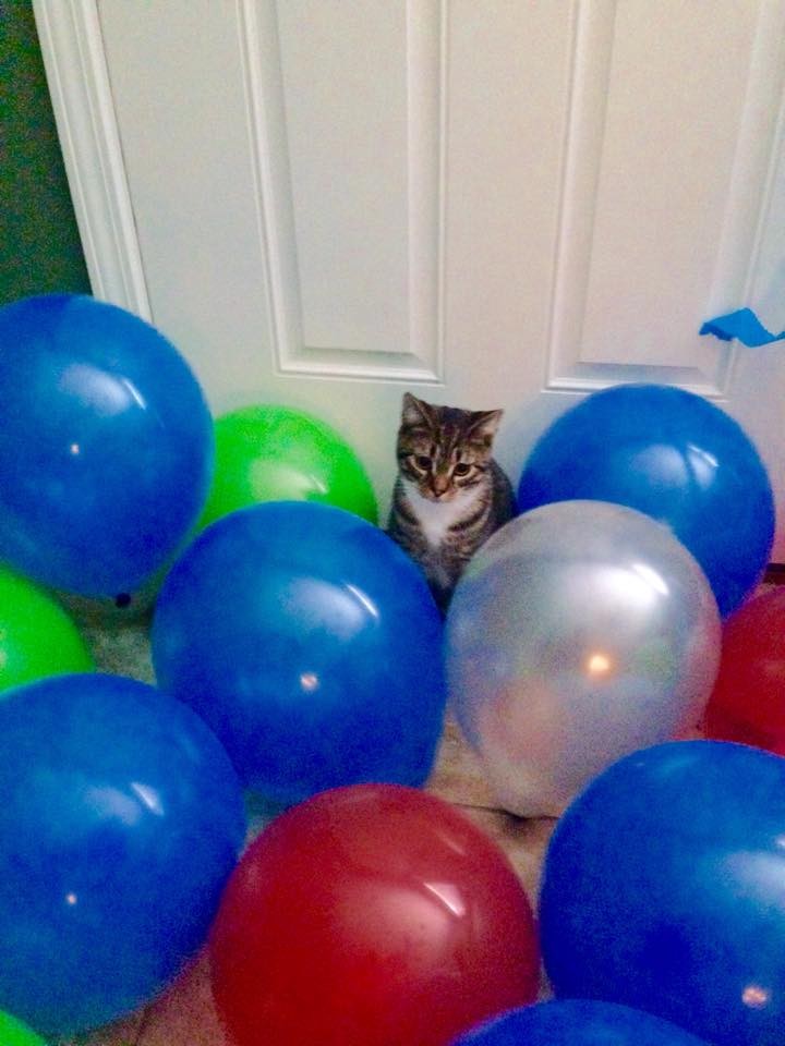 balloon cat