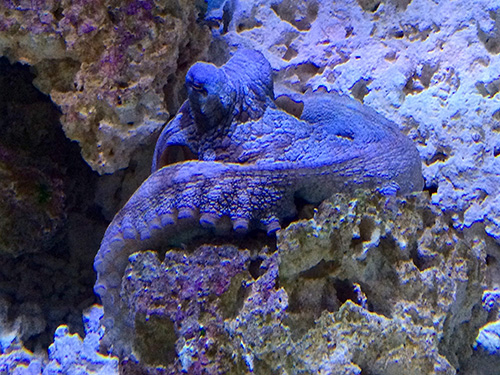 big blue