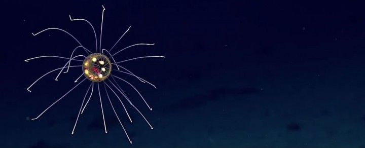 strange-jelly_1024
