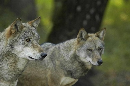 wolves in poland