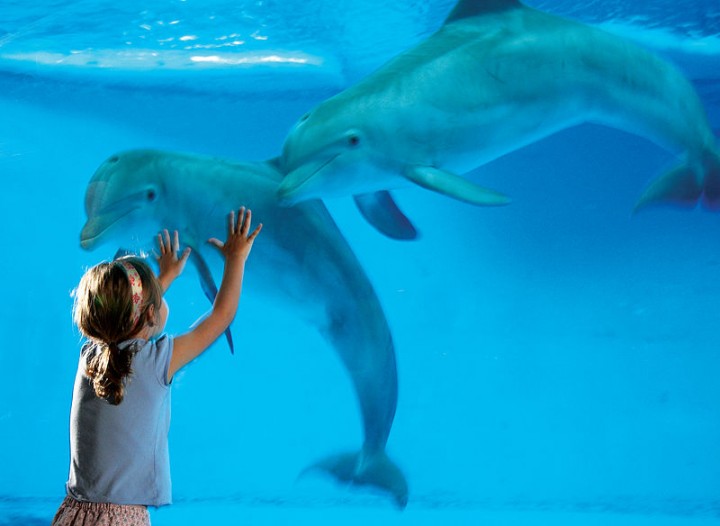 Child-and-dolphin-at-the-National-Aquarium-by-the-National-Aquarium-at-Wikimedia