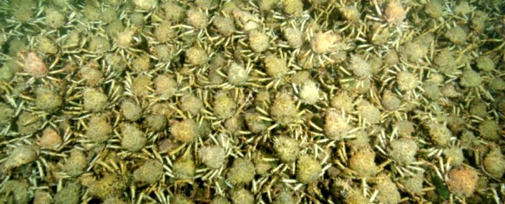 Crabhorde_web_1024