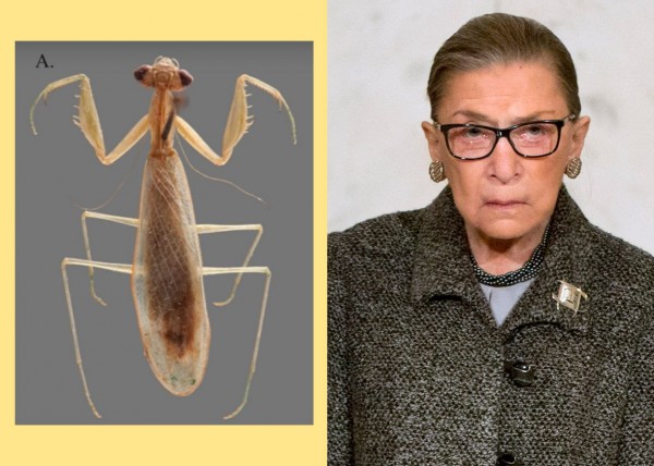 Mantis-Ginsburg-600x428