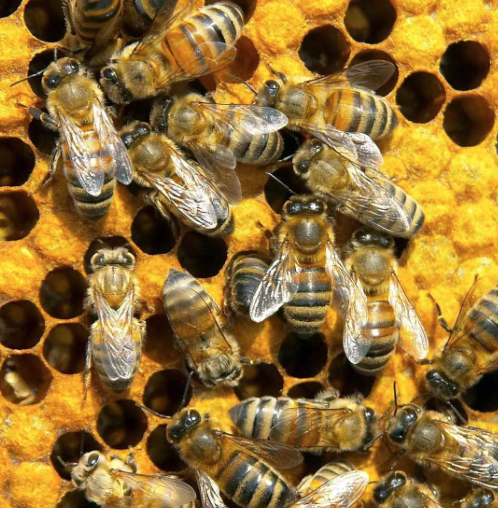 beez