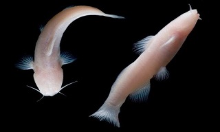 catfish