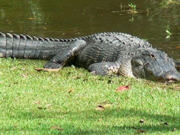 gator
