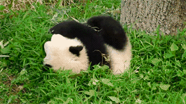 giphy[1]