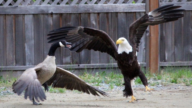 goose-vs-eagle