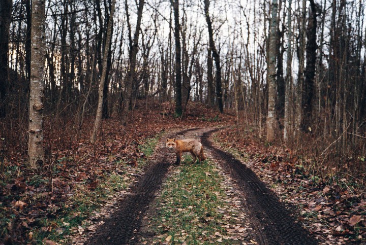 norwegian fox