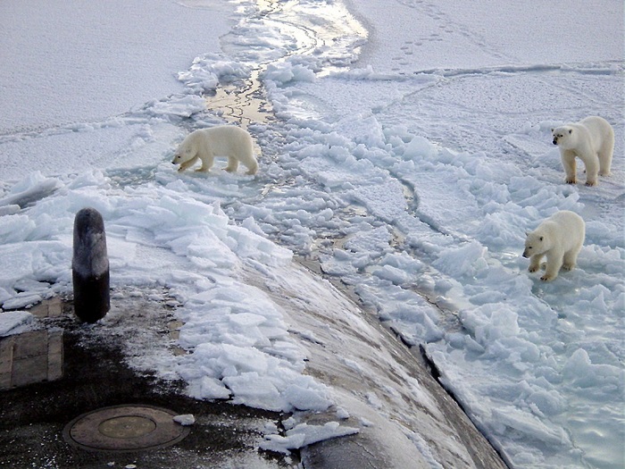 polar bears