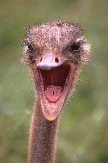 Arrggghh Ostrich