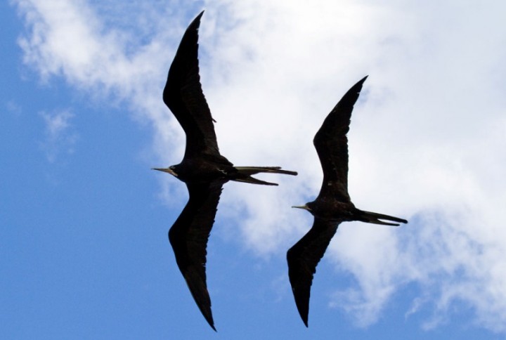 Fregata magnificens, Magnificent frigate bird, Celestun, Yucatan, Mexico-2235_sm