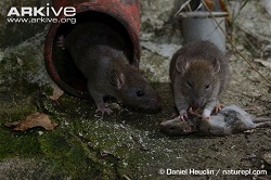 brown-rats-eating-mouse-captive