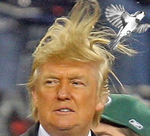 trump hair
