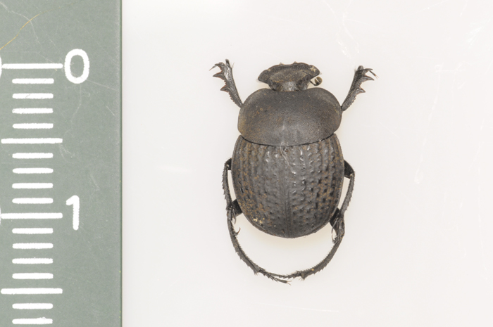 dungbeetle