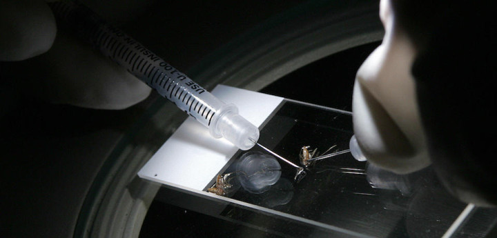 A Research Scientist demonstrates how they will disect the mosquitos to collect the saliva glands, here using dead insects,  in the new mosquito harvesting labs at Sanaria Inc., a new Manufacturing Facility for producing the World's first "Whole-Parasite" Malaria Vaccine, 26 October 2007 in Rockville, Maryland. Sanaria in partnership with the PATH Malaria Vaccine Initiative, a nonprofit health initiative, is developing a new vaccine that uses a weakened form of the malaria parasite to fight the disease. The vaccines is expected to go to clinical trials in 2008 in adult US volunteers.      AFP PHOTO / TIM SLOAN                  =MORE PHOTOS IN IMAGE FORUM= (Photo credit should read TIM SLOAN/AFP/Getty Images)