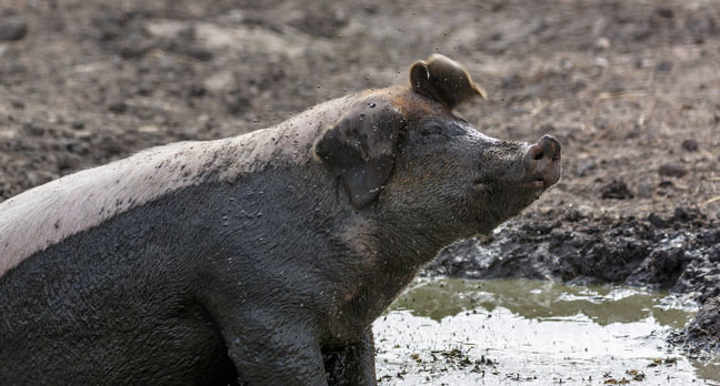 pig_in_mud_image_via_shutterstock