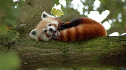 red panda