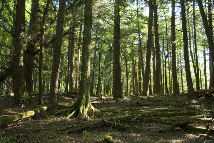 20160921_forest_robert_emperley