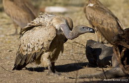 CapeVulture_Ad_Skukuza_resize
