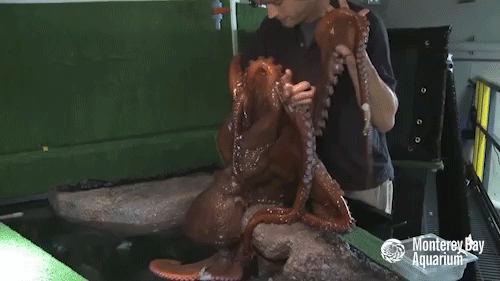 cephalove