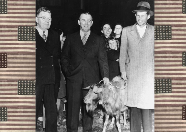 goat-out-the-vote