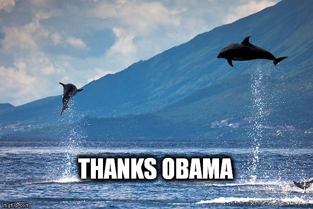 thank-obama-dolphins