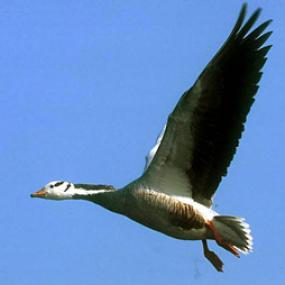 bar-headed-goose-fly-ron-saldino-285