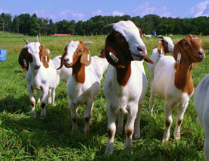 goats
