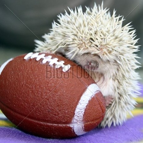 hedgehog_football
