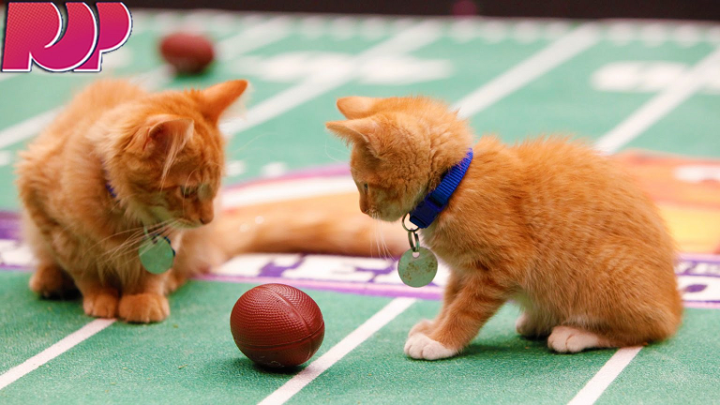 kittehfooball2