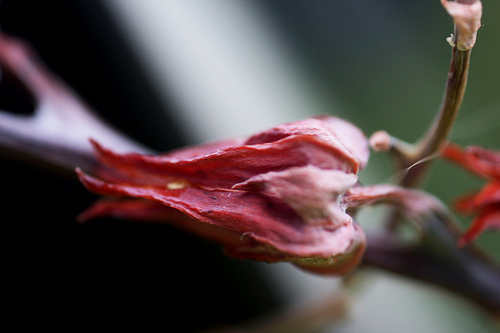 3955793959_3284b0490a